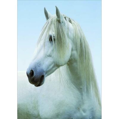 Laminated poster: White horse 40cm x 50cm