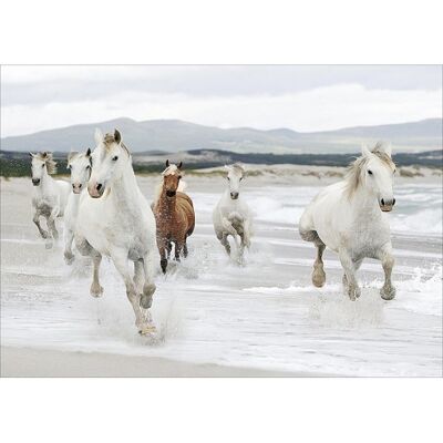 Laminated poster: Horses on the beach 40cm x 50cm