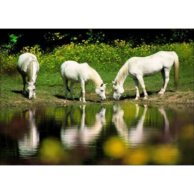 Laminated poster: White horses 40cm x 50cm