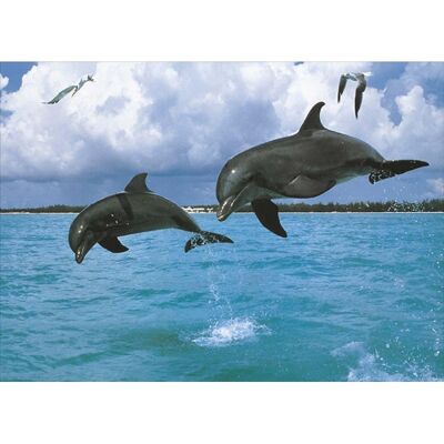 Laminated poster: Dolphins 40cm x 50cm