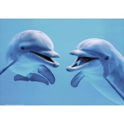 Laminated poster: Dolphins in the water 40cm x 50cm
