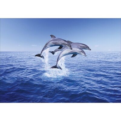 Laminiertes Poster: Springende Delfine 40cm x 50cm