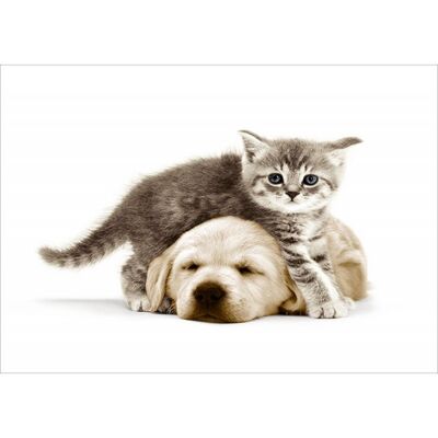 Laminated poster: Kitten and puppy 40cm x 50cm