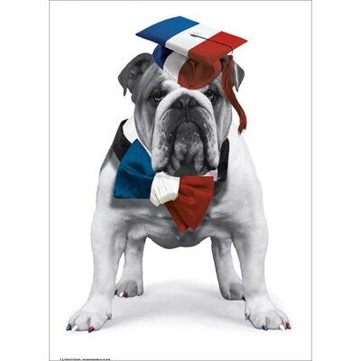 Poster laminato: cane francese 40 cm x 50 cm