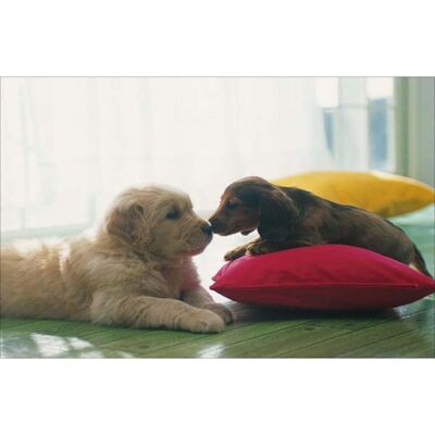 Laminated poster: Two puppies 40cm x 50cm