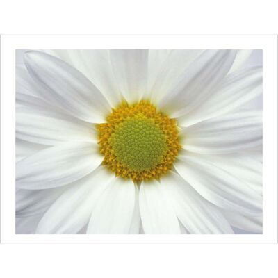 Laminated poster: Daisy 40cm x 50cm