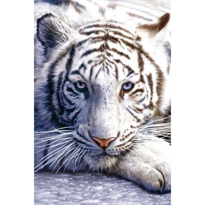 Poster plastifié: Tigre blanc 61cm x 91cm