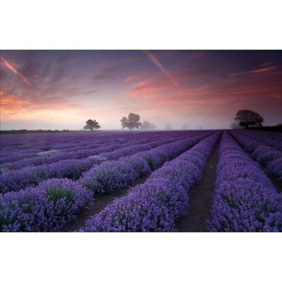 Póster laminado: Lavanda 61cm x 91cm