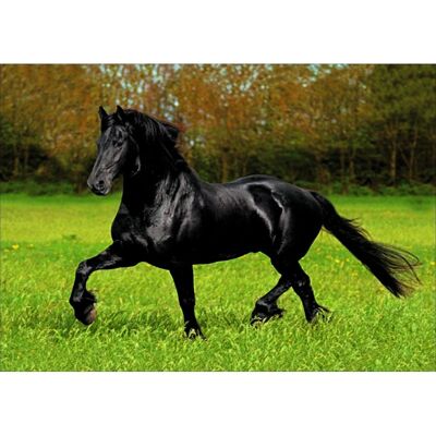 Laminiertes Poster: Schwarzes Pferd 40cm x 50cm