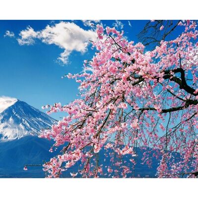 Laminated poster: Cherry blossom 40cm x 50cm