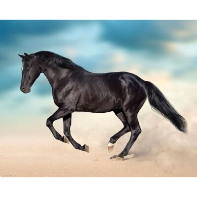 Laminated poster: Black horse galloping 40cm x 50cm