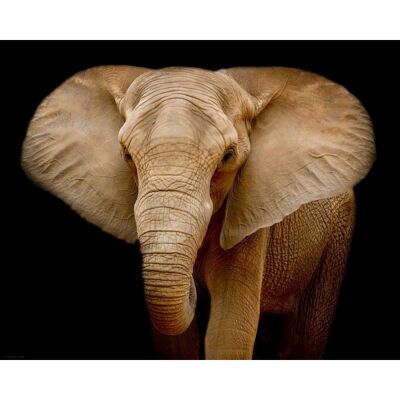 Póster laminado: Retrato de elefante 40cm x 50cm