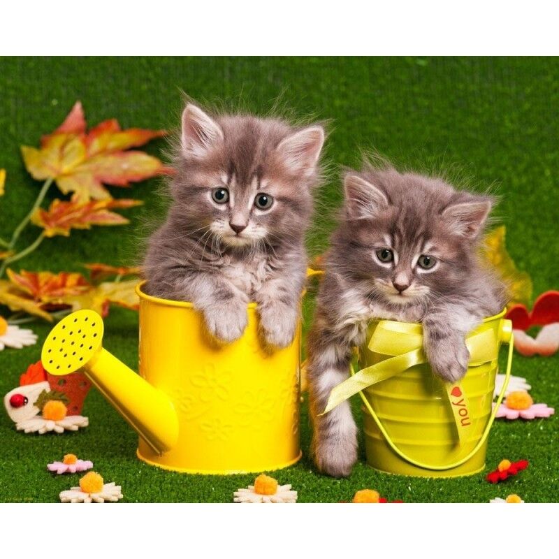 Póster laminado: Chatons 40cm x 50cm