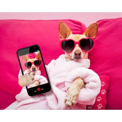 Laminiertes Poster: Selfi des Hundes 40cm x 50cm
