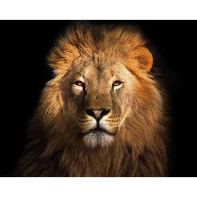 Laminated poster: Lion portrait 40cm x 50cm