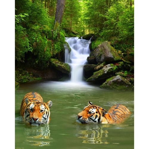 Poster plastifié: 2 Tigres 40cm x 50cm