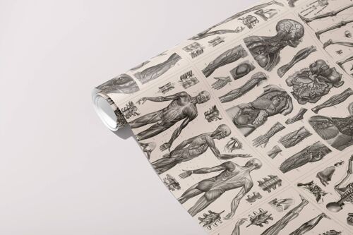 Anatomy Gift Wrap