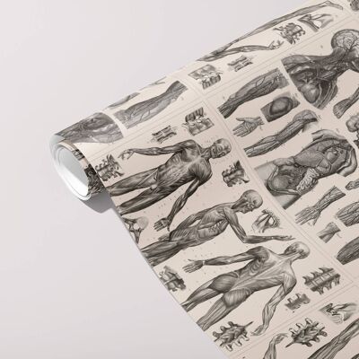 Papel de regalo de anatomía