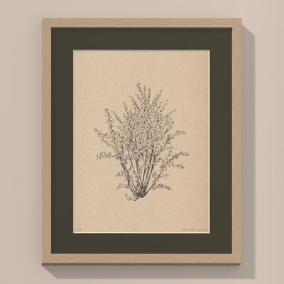 Stampa Nocciole con passe-partout e cornice | 40 cm x 50 cm | Cavolo Nero