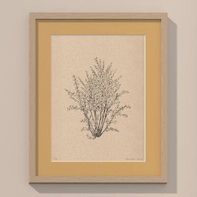 Print Hazelnut tree with passe-partout and frame | 40cm x 50cm | noce