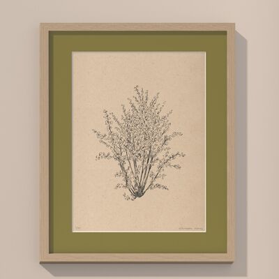 Print Hazelnut tree with passe-partout and frame | 40cm x 50cm | Olivo