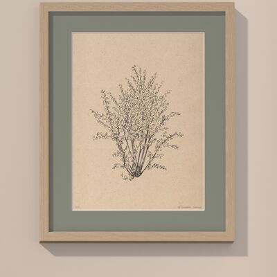 Print Hazelnut tree with passe-partout and frame | 40cm x 50cm | salvia