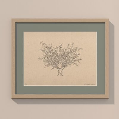 Stampa Olivo con passe-partout e cornice | 40 cm x 50 cm | salvia