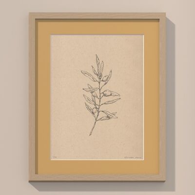 Print Olive branch with passe-partout and frame | 40cm x 50cm | noce