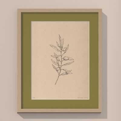Imprimir Rama de olivo con paspartú y marco | 40cm x 50cm | Olivo
