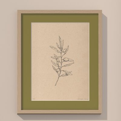 Imprimir Rama de olivo con paspartú y marco | 40cm x 50cm | Olivo