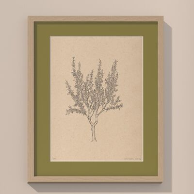 Drucken Mandelbaum mit Passepartout und Rahmen | 40cm x 50cm | Olivo