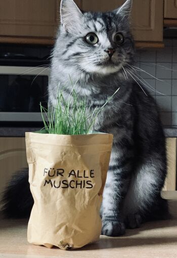Pour toutes les chattes (herbe à chat) 3