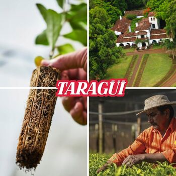 Yerba maté Taragui ENERGIA 500g 2