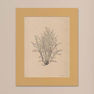 Print Hazelnut tree with passe-partout | 40cm x 50cm | noce