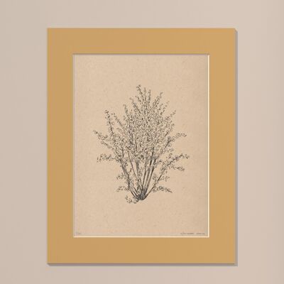 Print Hazelnut tree with passe-partout | 40cm x 50cm | noce