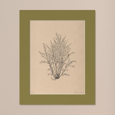 Drucken Haselnussbaum mit Passepartout | 40cm x 50cm | Olivo