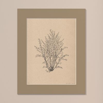 Drucken Haselnussbaum mit Passepartout | 40cm x 50cm | Linoleum