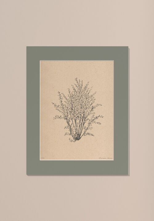 Print Hazelnootboom met passe-partout | 40 cm x 50 cm  | Salvia