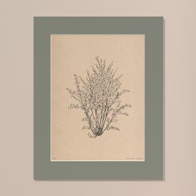 Print Hazelnut tree with passe-partout | 40cm x 50cm | salvia