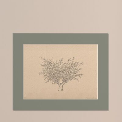 Drucken Olivenbaum mit Passepartout | 40cm x 50cm | salvia