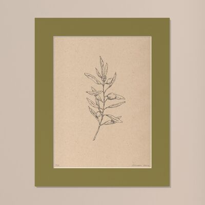 Imprimir Rama de olivo con paspartú | 40cm x 50cm | Olivo