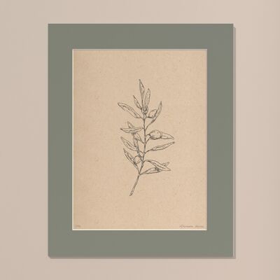 Print Olive branch with passe-partout | 40cm x 50cm | salvia