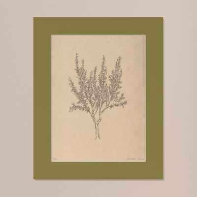 Drucken Mandelbaum mit Passepartout | 40cm x 50cm | Olivo