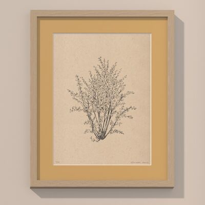 Print hazelnut tree with passe-partout and frame | 24cm x 30cm | noce