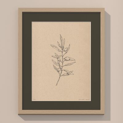 Stampa Ramo d'ulivo con passe-partout e cornice | 24 cm x 30 cm | Cavolo Nero