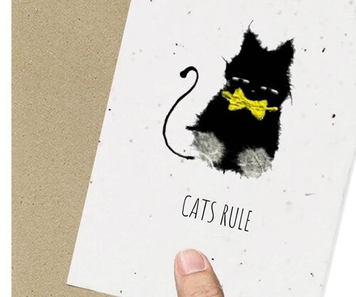 Cats Rule