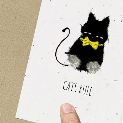Cats Rule