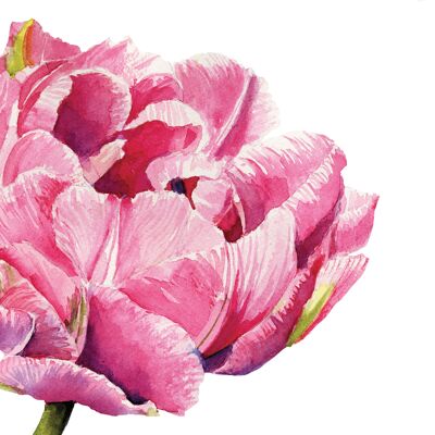 Servilleta Tulip Loro Rosa 33x33