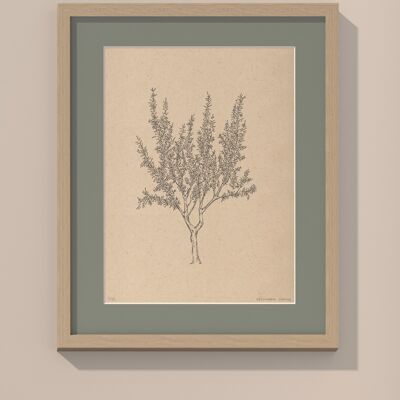 Print Almond tree with passe-partout and frame | 24cm x 30cm | salvia