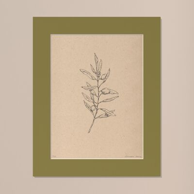 Print Olive branch with passe-partout | 24cm x 30cm | Olivo